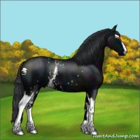 Horse Color:White Spotted Midnight Black 