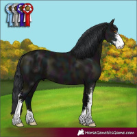 Horse Color:Midnight Grullo Sabino