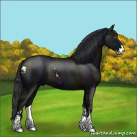 Horse Color:Midnight Grullo Sabino 