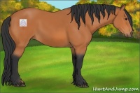 Horse Color:Bay Rabicano 