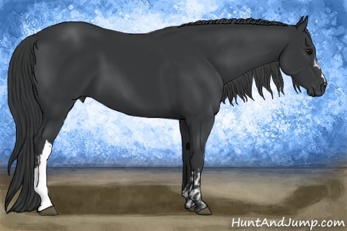 Horse Color:Black  and Black 