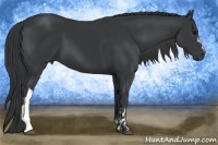 Horse Color:Black and Black
