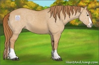 Horse Color:Red Dun Splash 