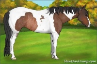 Horse Color:Bay Tobiano Rabicano 