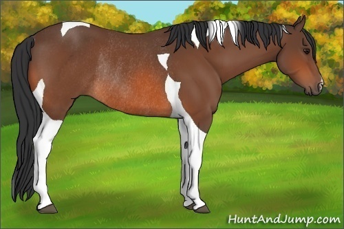 Horse Color:Bay Tobiano Rabicano 