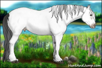 Horse Color:White Spotted Bay Frame Appaloosa Rabicano  and White Spotted Bay Frame Appaloosa Rabicano 