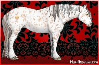 Horse Color:Amber Champagne Leopard  and Amber Champagne Leopard 