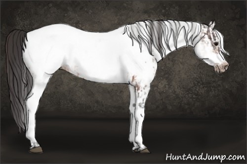 Horse Color:White Spotted Bay Frame Appaloosa Rabicano  and White Spotted Brown Frame Appaloosa Rabicano 