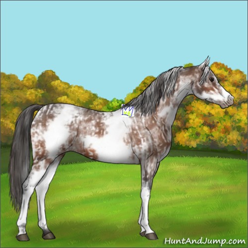 Horse Color:White Spotted Bay Frame Appaloosa Rabicano  and White Spotted Bay Frame Appaloosa Rabicano 