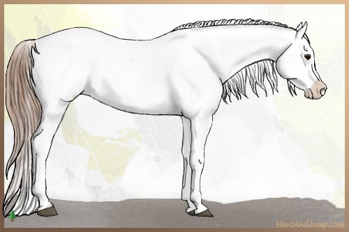 Horse Color:White Spotted Bay Frame Appaloosa Rabicano  and White Spotted Bay Frame Appaloosa Rabicano 