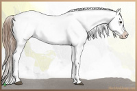Horse Color:White Spotted Bay Frame Appaloosa Rabicano  and White Spotted Bay Frame Appaloosa Rabicano 