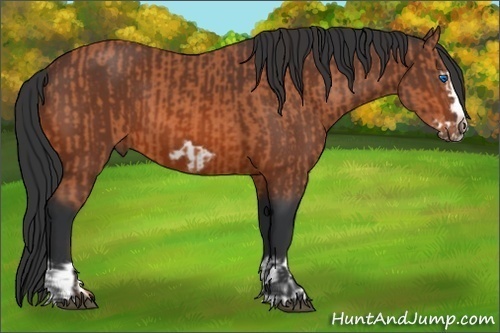 Horse Color:Bay Splash Frame and Bay Splash Frame