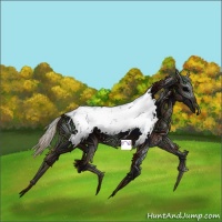 Horse Color:Chestnut Appaloosa