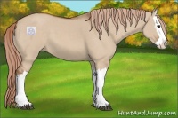Horse Color:Red Dun Splash 
