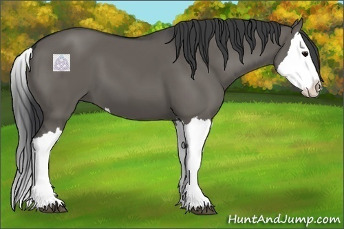 Horse Color:Grullo Splash 