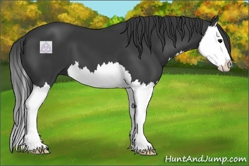 Horse Color:Black Splash