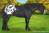 Horse Color:Black Splash Appaloosa 