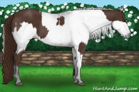 Horse Color:Liver Chestnut and Gray Liver Chestnut