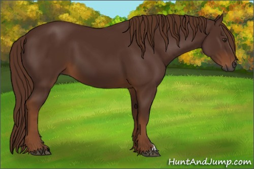 Horse Color:Gray Chestnut