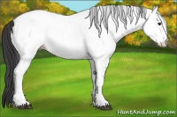 Horse Color:White Spotted Bay Frame Near Fewspot Rabicano  and White Spotted Bay Frame Near Fewspot Rabicano 