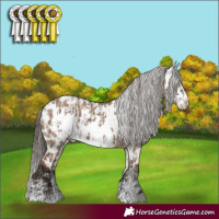 Horse Color:Liver Red Dun Near Leopard  and Liver Red Dun Frame Near Leopard 