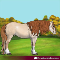 Horse Color:Red Dun Splash