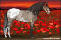 Horse Color:Brown Dun Appaloosa Rabicano  and Brown Dun Frame Appaloosa Rabicano 