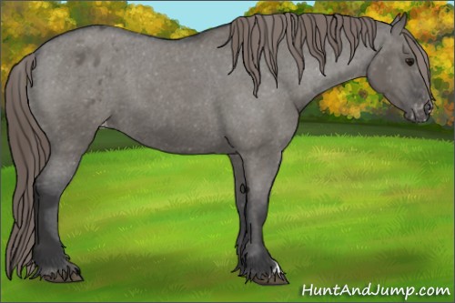 Horse Color:Grullo Varnish 