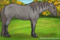 Horse Color:Grullo Appaloosa 