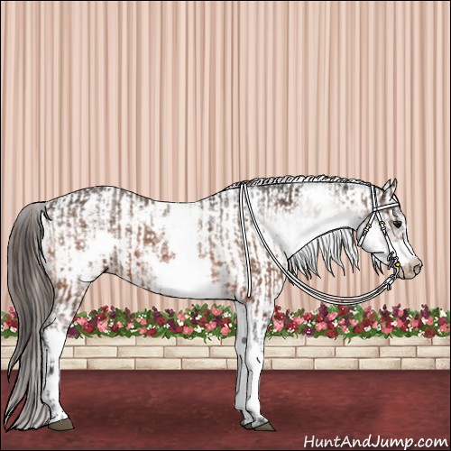 Horse Color:White Spotted Bay Frame Varnish Rabicano  and White Spotted Bay Frame Varnish Rabicano 