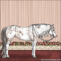 Horse Color:White Spotted Bay Frame Varnish Rabicano and White Spotted Bay Frame Varnish Rabicano