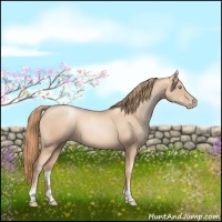 Horse Color:Gold Champagne Pearl Rabicano  and Gold Champagne Pearl 