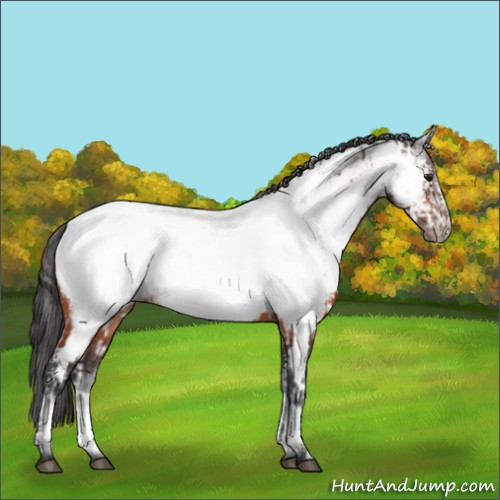 Horse Color:White Spotted Bay Frame Appaloosa Rabicano and White Spotted Bay Frame Appaloosa Rabicano