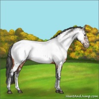 Horse Color:White Spotted Bay Frame Appaloosa Rabicano  and White Spotted Bay Frame Appaloosa Rabicano 