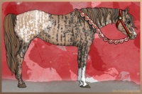 Horse Color:Black Appaloosa  and Black Pearl 