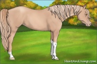 Horse Color:Gold Champagne Tobiano 