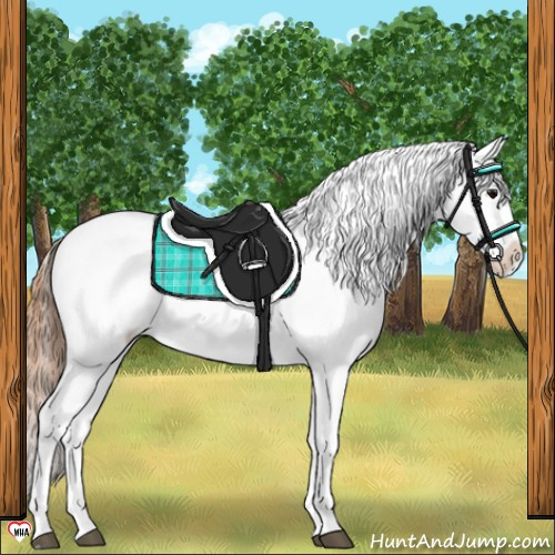 Horse Color:Grullo Blanket 