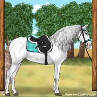 Horse Color:Grullo Blanket