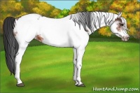 Horse Color:White Spotted Bay Frame Appaloosa Rabicano  and White Spotted Brown Frame Appaloosa Rabicano 