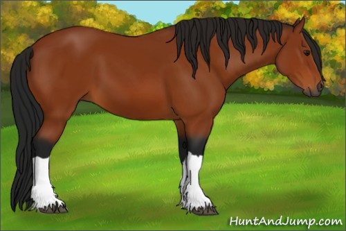 Horse Color:Gray Bay 