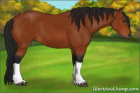 Horse Color:Gray Bay