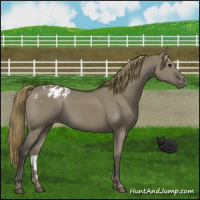 Horse Color:Smoky Grullo Appaloosa 