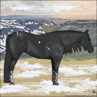 Horse Color:Black Tobiano