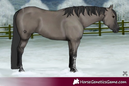 Horse Color:Grullo Tobiano