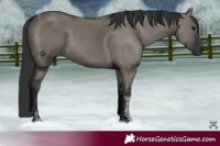 Horse Color:Grullo Tobiano