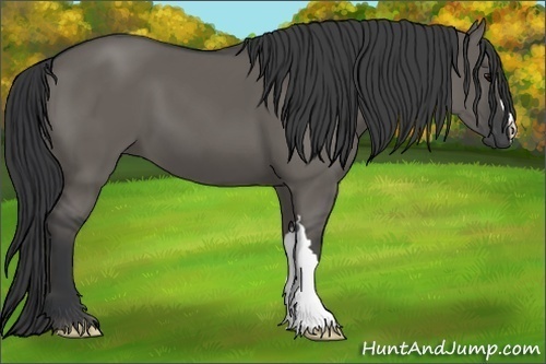 Horse Color:Grullo 