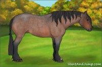 Horse Color:Bay Roan