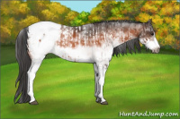 Horse Color:White Spotted Bay Frame Appaloosa Rabicano  and White Spotted Bay Frame Appaloosa Rabicano 