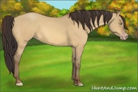 Horse Color:Amber Champagne Dun 