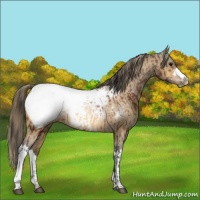 Horse Color:Bay Snowcap Rabicano  and Buckskin Snowcap Rabicano 
